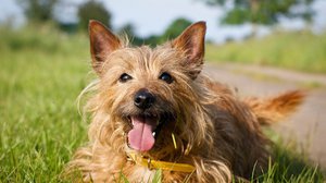 Австралийский терьер улыбается