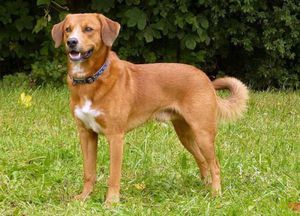 Австрийский короткошерстный пинчер фото