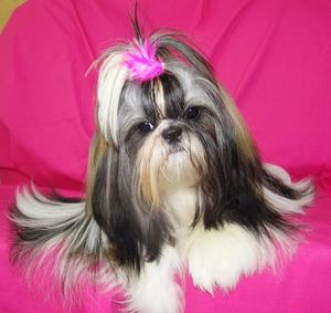 Ши-тцу — порода собак