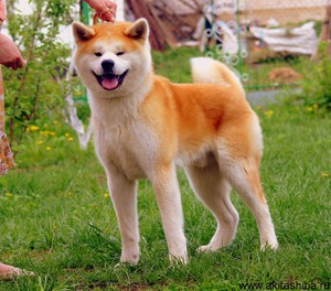 Акита-ину на прогулке