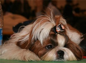 Императорская порода -Шицу