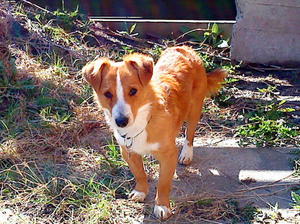 Рыжий алопекис во дворе