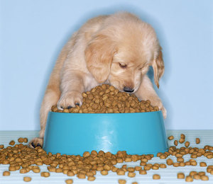 Кормление щенков кормом