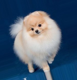 Маленькая собачка - шпиц