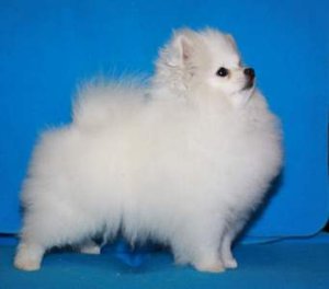 Белый шпиц чистого цвета фото