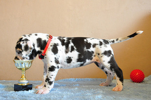 Все о немецких догах: окрасы, особенности и уход