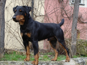 Как ухаживать за собаками ягдтерьера