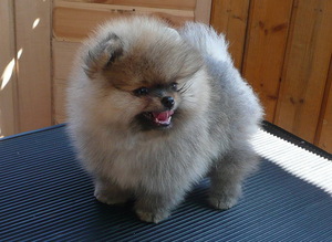 Карликовый шпиц  редкого голубого окраса