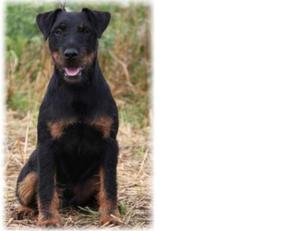 Как выглядит собака ягдтерьера