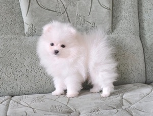 Шпиц померанский карликовый в квартире