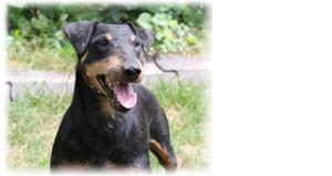 Внешний вид собаки ягдтерьера