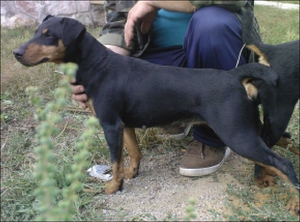 Немецкий ягдтерьер: характеристика породы и особенности содержания