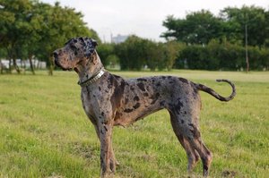 Немецкий дог-  порода мраморного окраса 