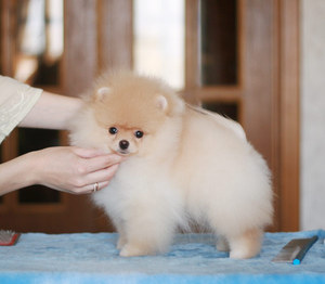 Карликовый шпиц - уход и содержание