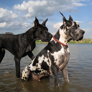 Немецкие доги  