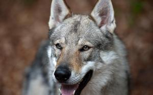 Описание пород собак