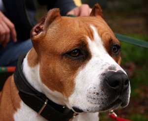 Как дрессировать собак