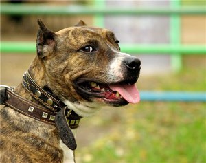 Описание пород бойцовых собак