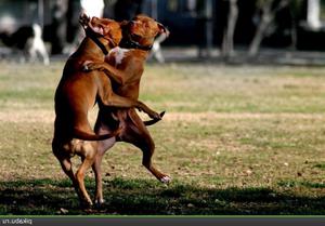 Нрав собак бойцов