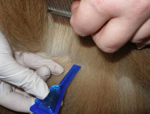 Капли от блох и клещей для собак