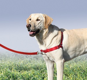 Как правильно одеть на собаку шлейки