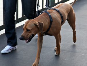 Как одеть шлейку на собаку  правильным образом