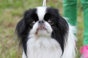 Японские породы собак: фото, описание и особенности ухода