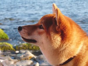 Порода Сансю