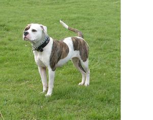 Ка де бо: уход, воспитание и характеристика породы собак