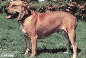 Отличительные черты породы