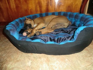 Лежанка для собак