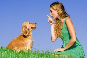 Как приучить собаку