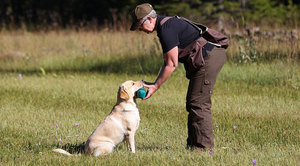 Как научить собаку команде «Голос»: пошаговое руководство