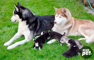 Как воспитать и дрессировать хаски дома: пошаговое руководство