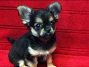 Сколько стоит чихуахуа щенок в рублях