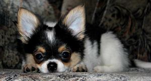 Как купить щенка чихуахуа