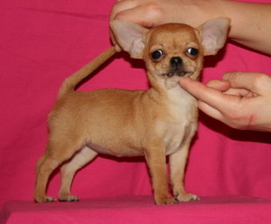 Как воспитывать щенок