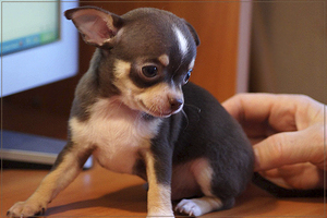 Цена щенка чихуахуа в рублях: сколько стоит купить в 2025 году