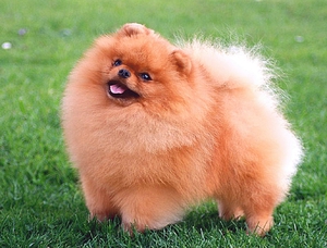 Чем кормить щенка померанского шпица: 3 проверенные схемы питания