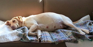 Срок беременности у собак: различия у крупных и мелких пород