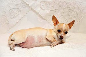 Беременная собачка - уход и кормление