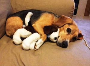 Ложная щенность  - что это такое