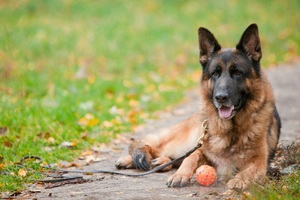 Чем кормить немецкую овчарку: лучший рацион для здоровья и активности