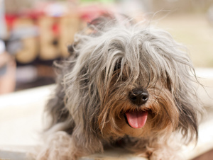 Дорогие породы собак