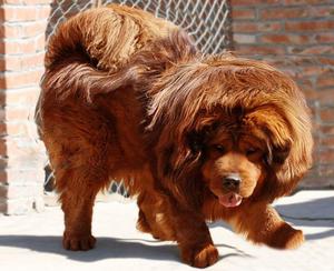 Самые дорогие породы собак