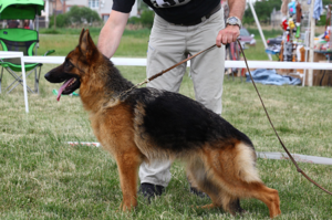 Если собака в дальнейшем будет работать, можно подобрать соответствующее имя