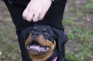 Обучение щенка командам с удовольствием