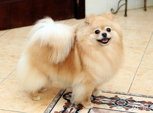 Немецкий шпиц: виды, размеры и особенности породы