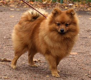 Рыжий немецкий шпиц