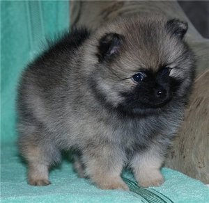 Щенок шпица